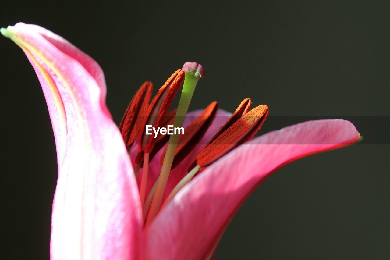 Close-up of pink lily blooming outdoors