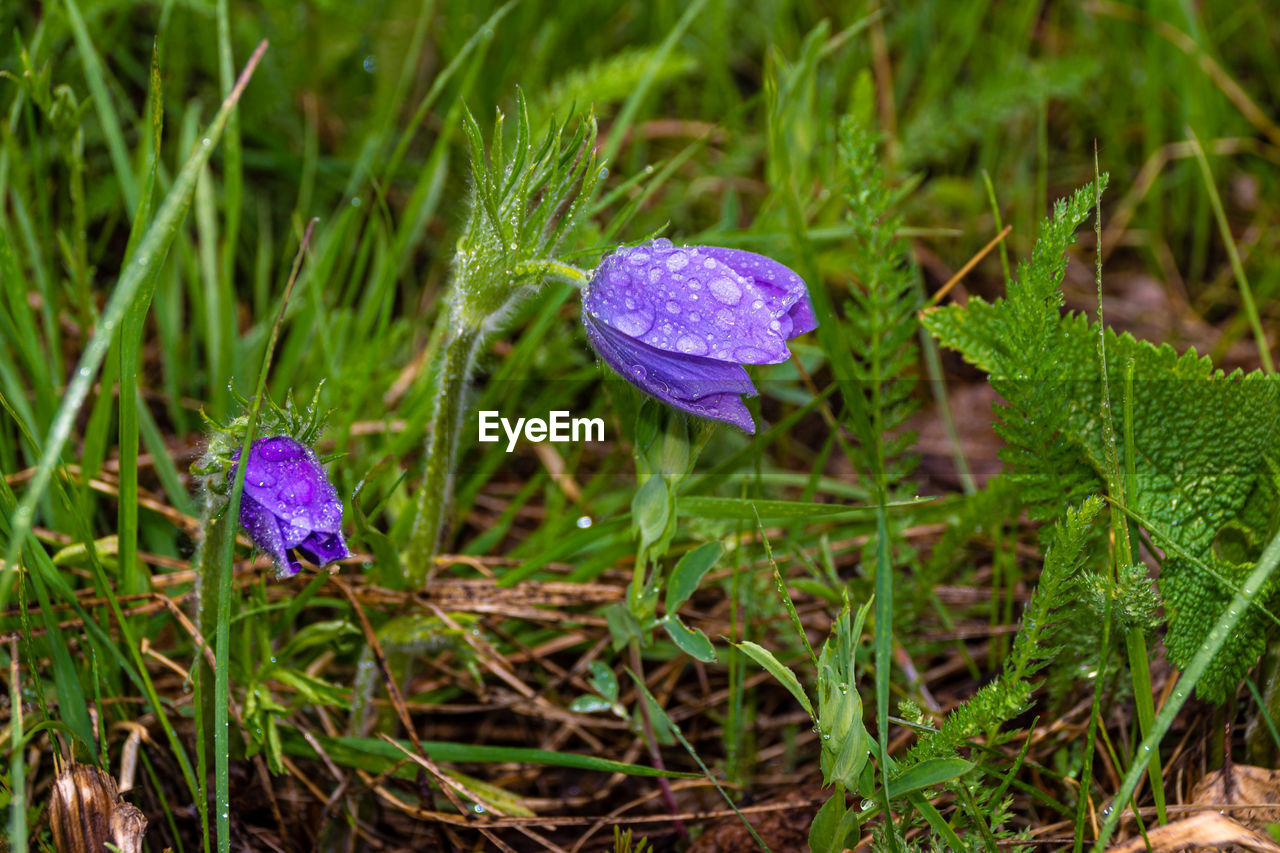 plant, purple, nature, growth, beauty in nature, grass, flower, flowering plant, land, green, meadow, close-up, freshness, macro photography, no people, field, woodland, vegetable, wildflower, fragility, outdoors, day, plant part, food, prairie, leaf, fungus, lawn, mushroom, animal wildlife, botany, natural environment, focus on foreground, blue