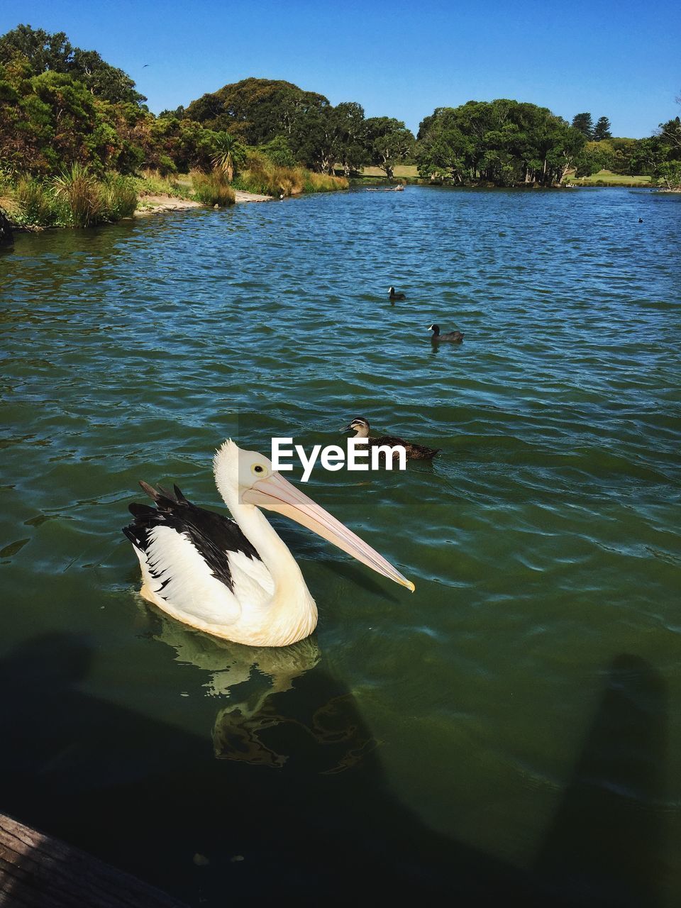 SWAN SWIMMING IN LAKE