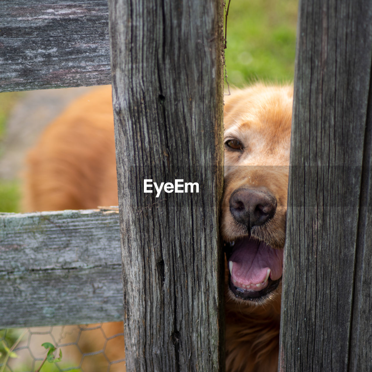 Dog with red fur peers through wooden fence posts to greet you