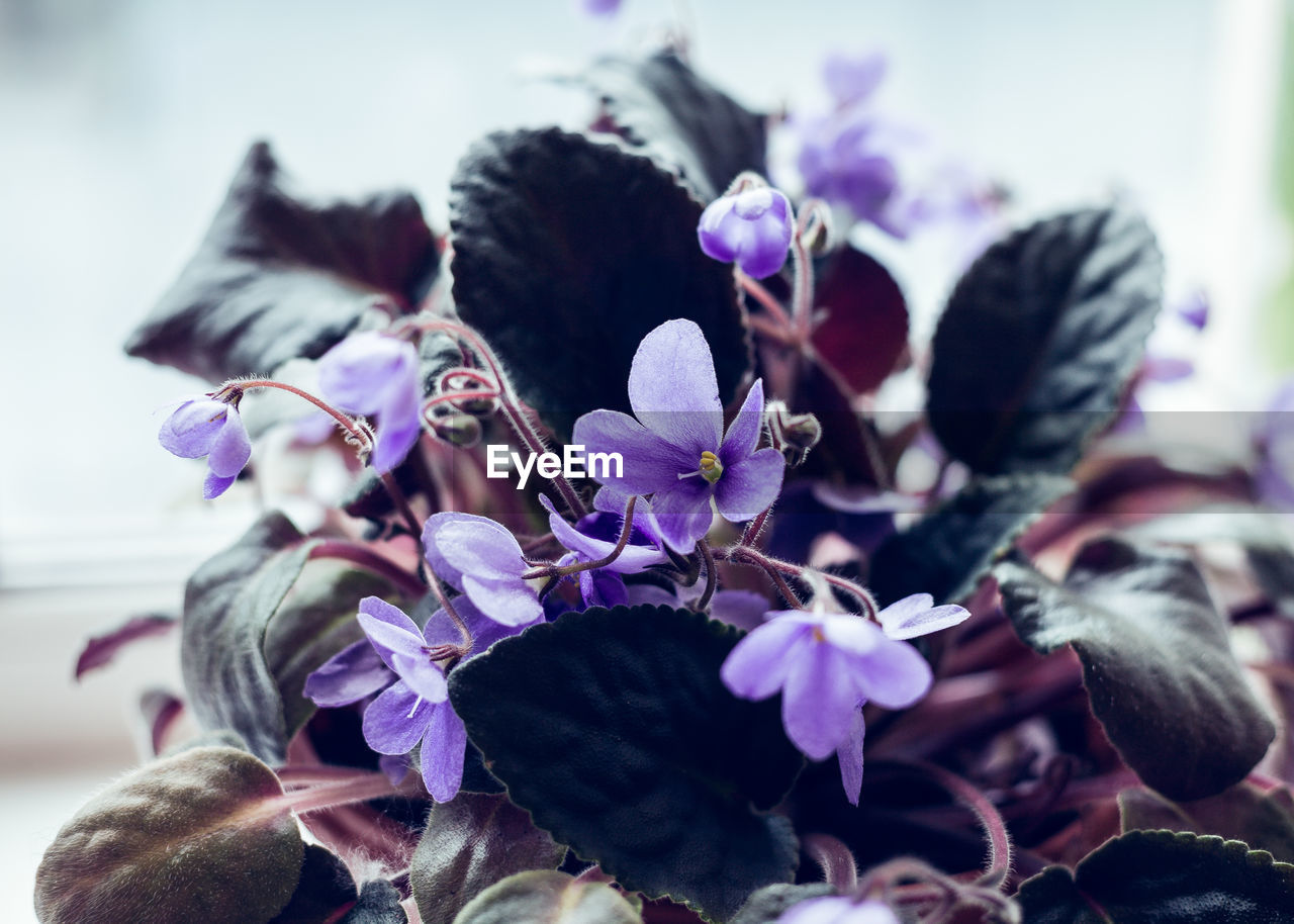 CLOSE-UP OF FLOWERING PLANT AGAINST PURPLE WALL