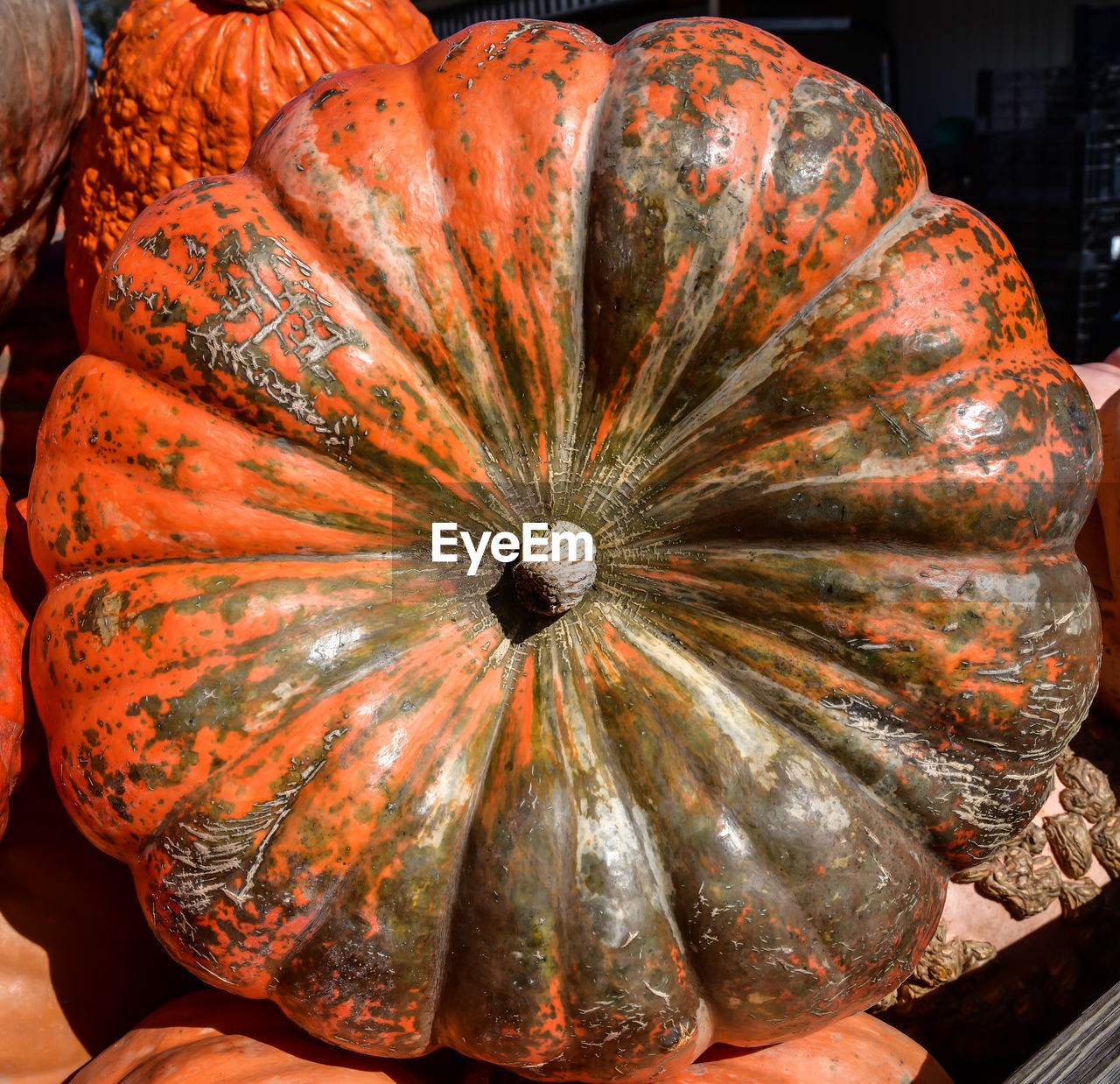 Colorful pumpkins in autumn