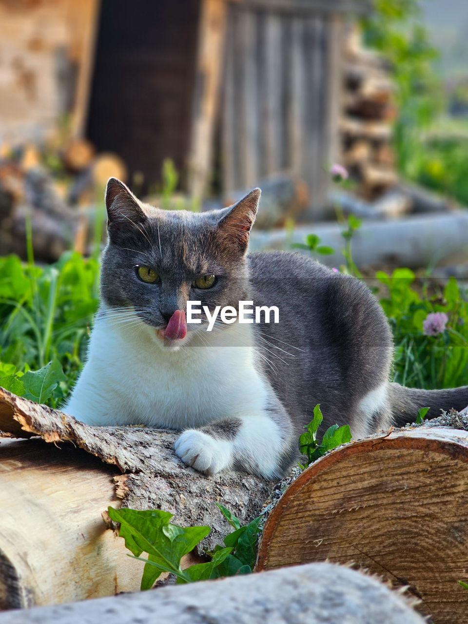 portrait of cat sitting on field