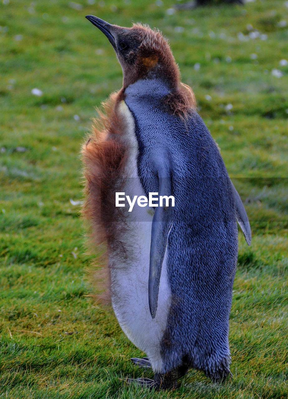 Full length of king penguin molting on field