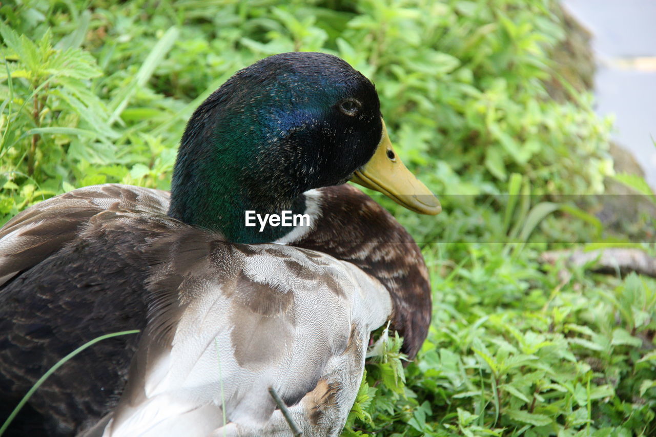 CLOSE-UP OF A BIRD