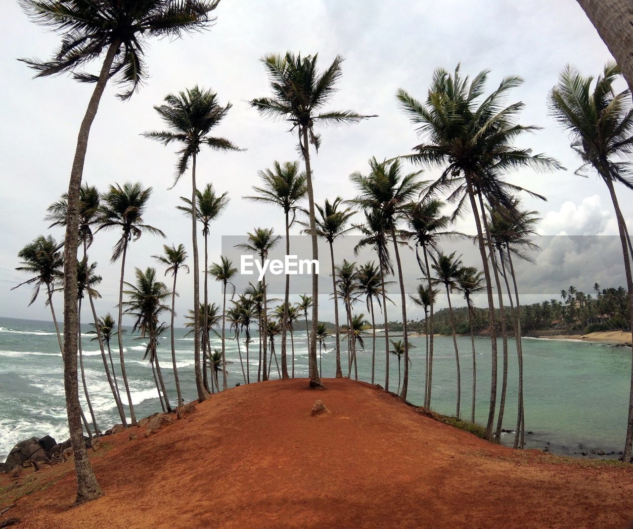 Palm trees on beach against sky