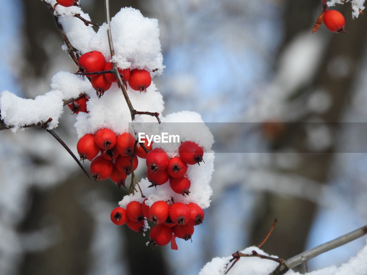 Close-up of frozen red berries on tree