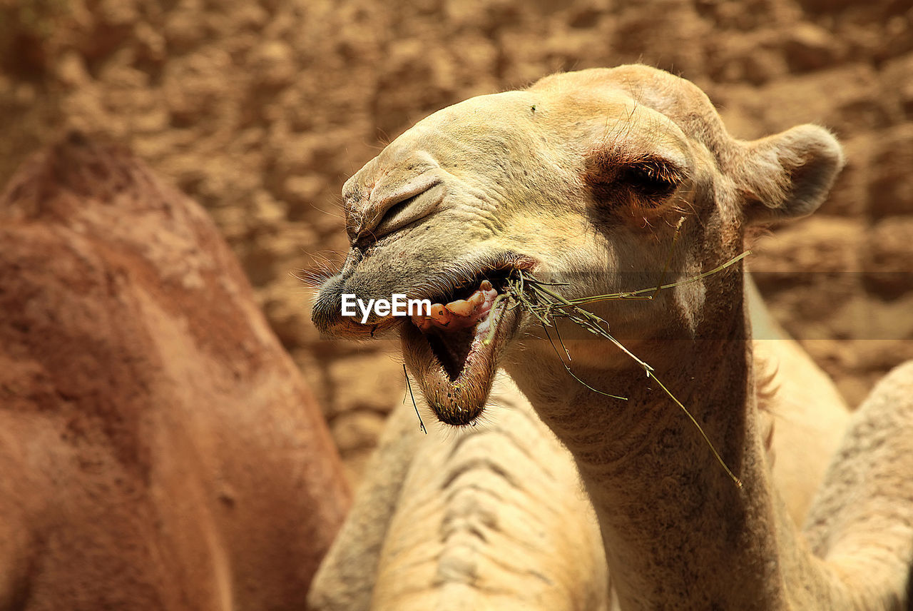 Close-up of a camel