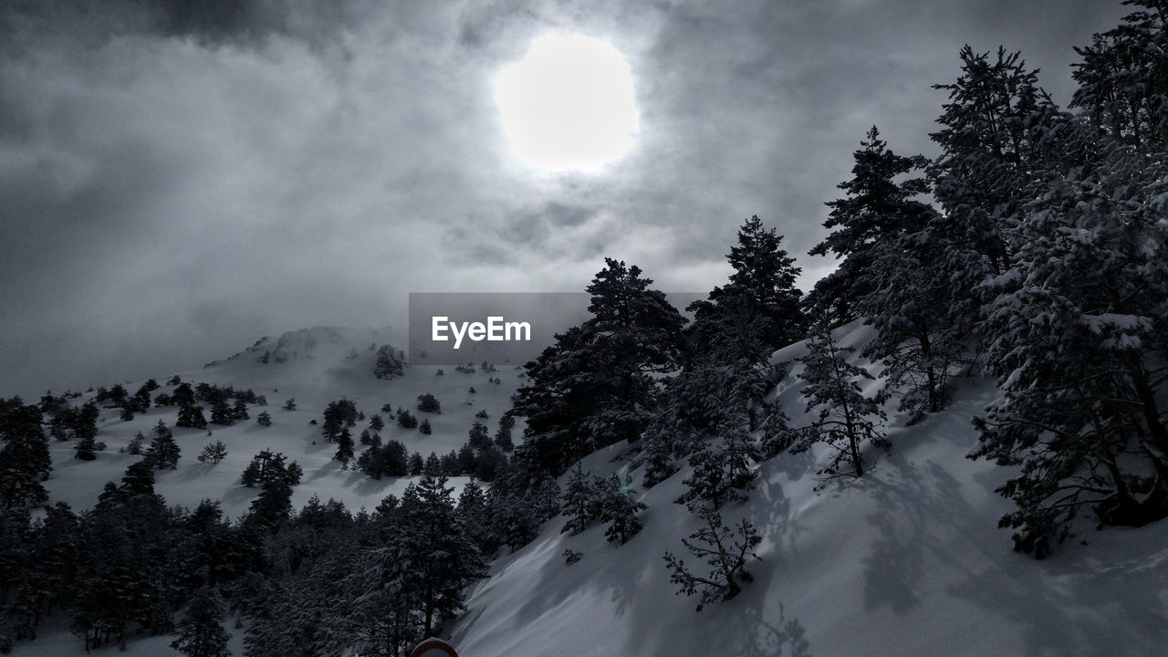 Low angle view of trees against sky during winter