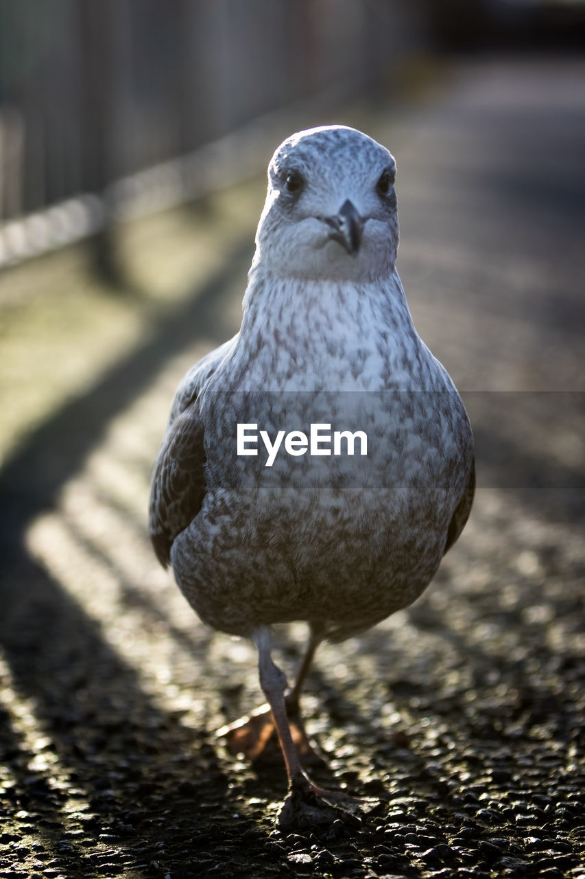 CLOSE-UP OF A BIRD ON LAND