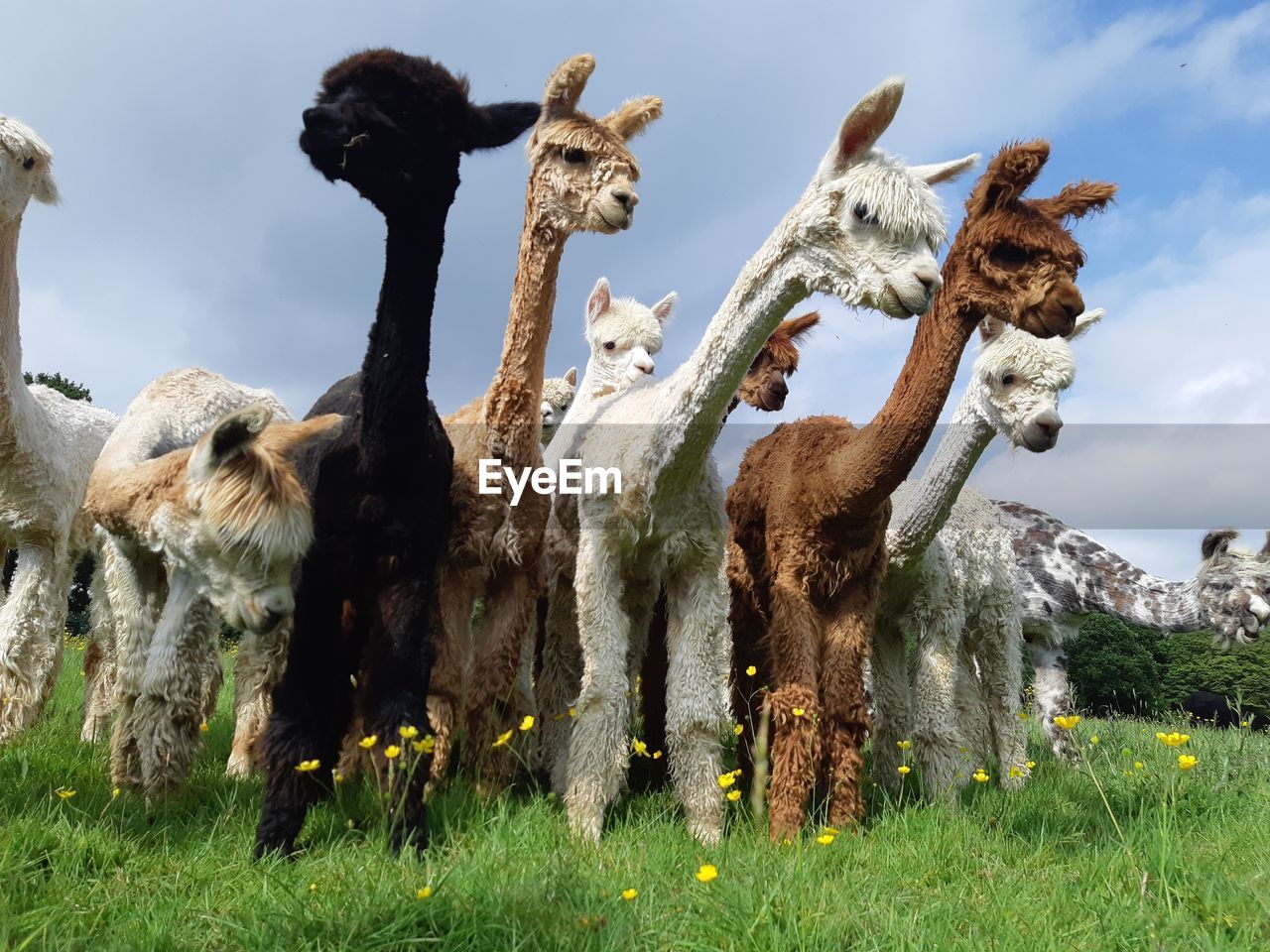 Alpacas standing on field against sky