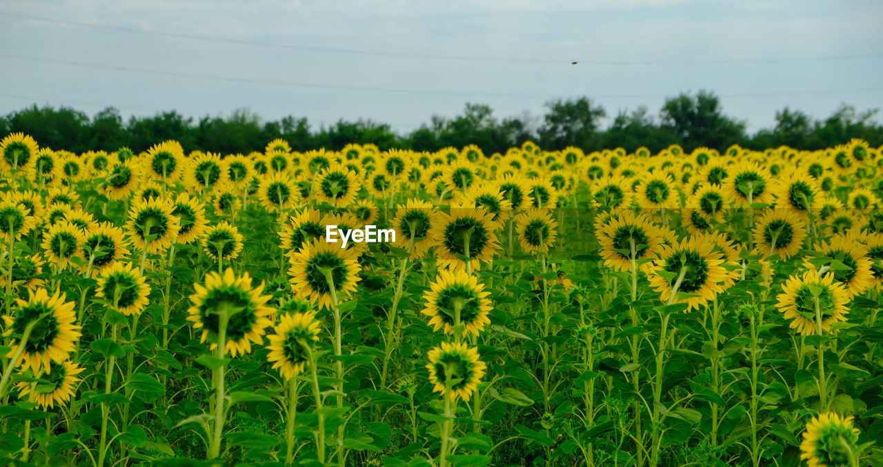 plant, growth, field, beauty in nature, flower, sunflower, yellow, land, flowering plant, landscape, nature, sky, freshness, agriculture, rural scene, environment, no people, scenics - nature, cloud, crop, prairie, tranquility, meadow, fragility, farm, day, green, tranquil scene, flower head, abundance, grassland, outdoors, produce, wildflower, rapeseed, idyllic, tree, non-urban scene, plain, petal, springtime, oilseed rape