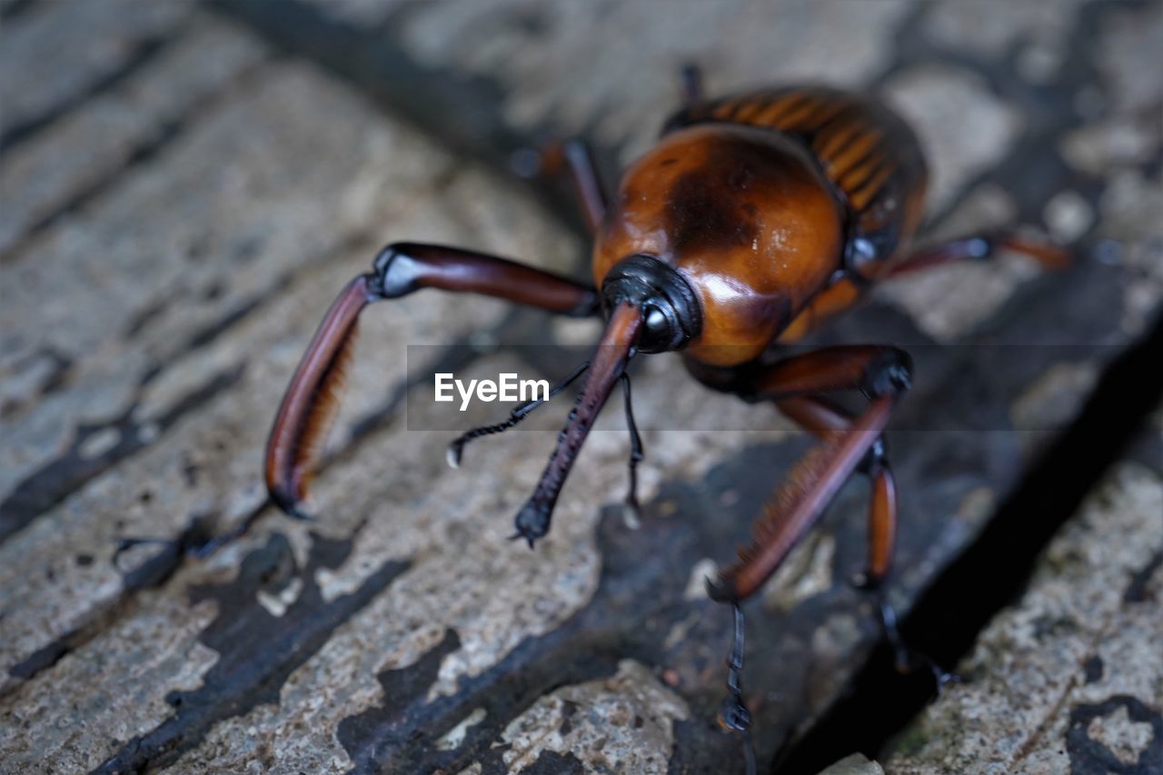 High angle view of insect on floor