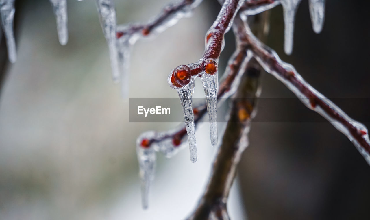 Close-up of frozen plant