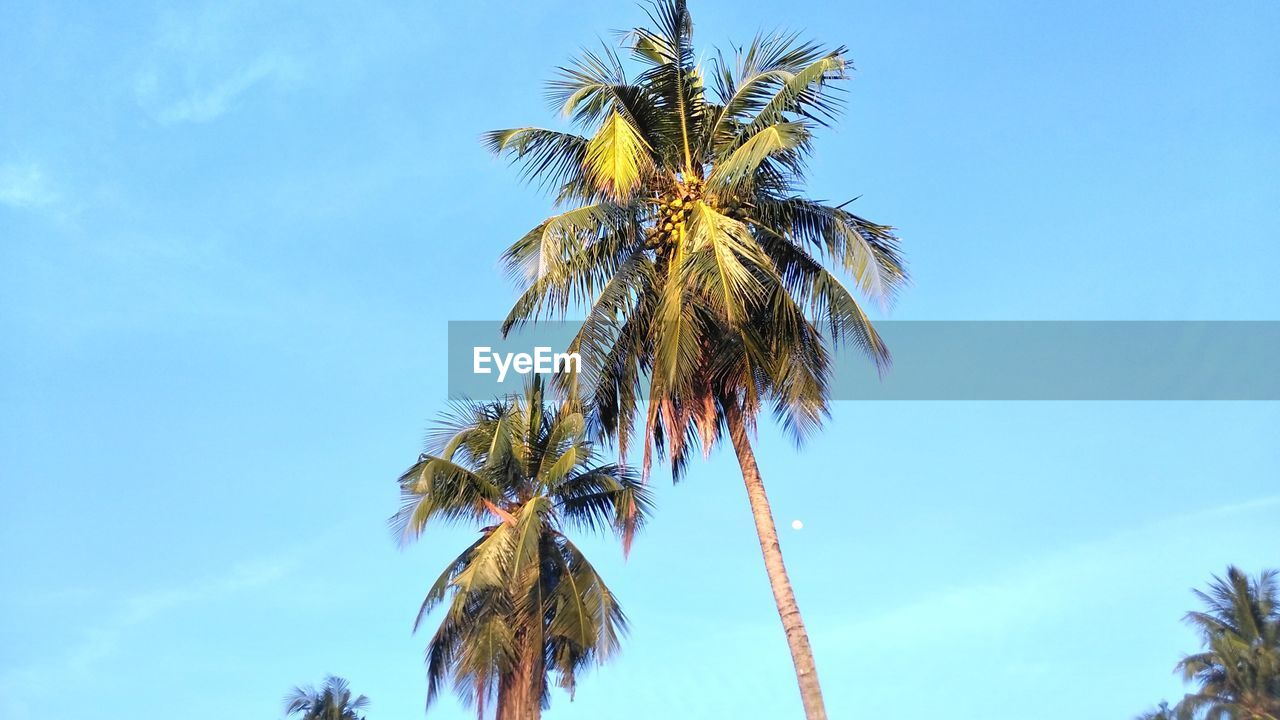 LOW ANGLE VIEW OF PALM TREES AGAINST SKY