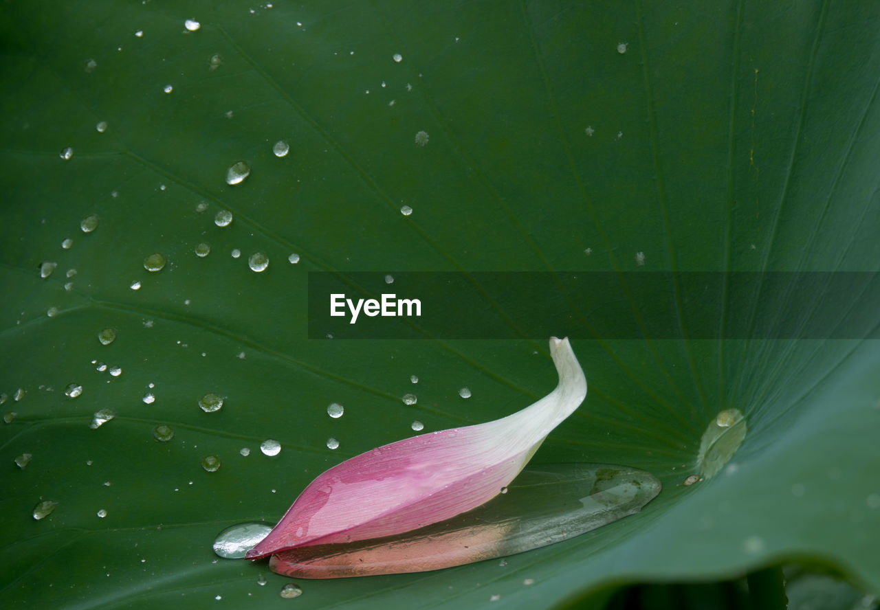 Petal on wet leaf