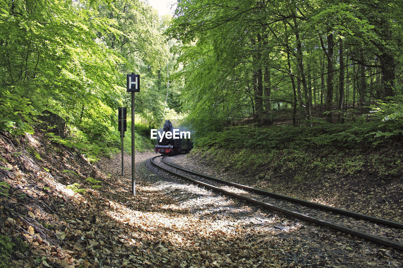 RAILROAD TRACK AMIDST TREES IN FOREST