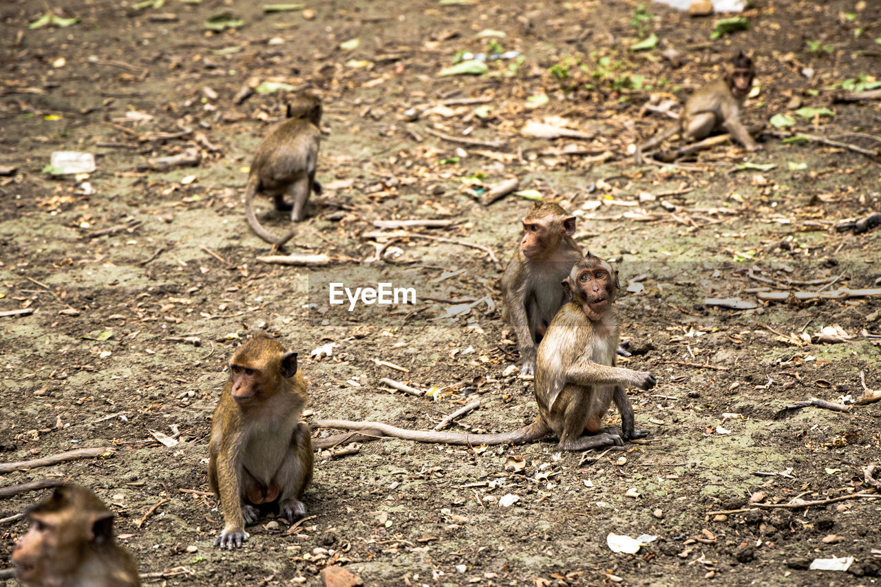 MONKEYS SITTING ON FIELD