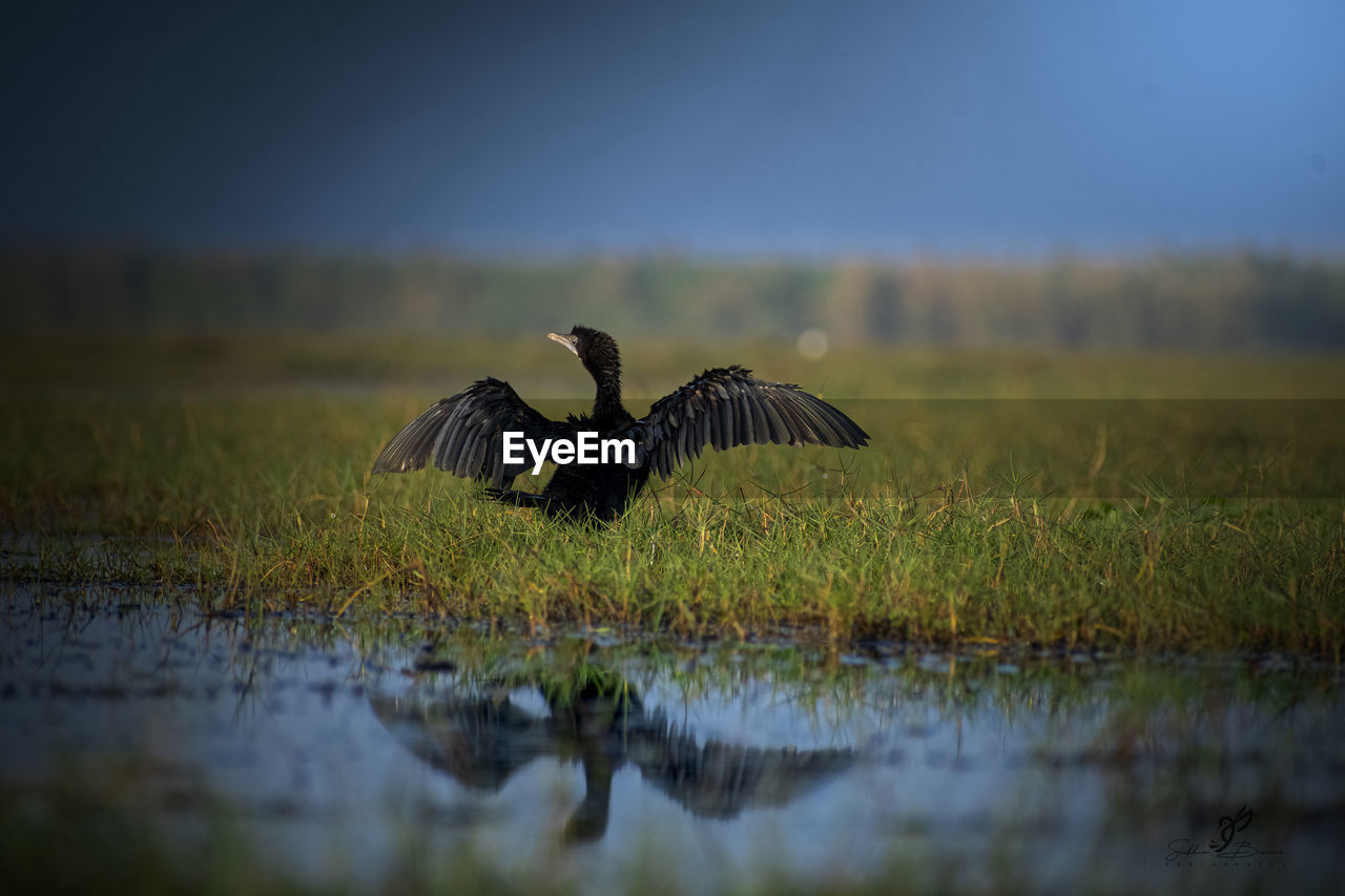 animal themes, animal, animal wildlife, wildlife, nature, bird, reflection, water, flying, no people, morning, wetland, grass, sky, spread wings, lake, one animal, plant, outdoors, water bird, selective focus, landscape, environment, beauty in nature