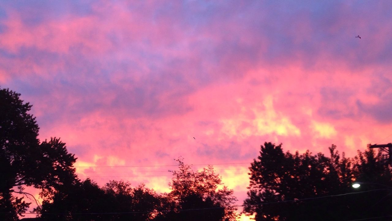 Low angle view silhouette treetops against pink sky at dusk