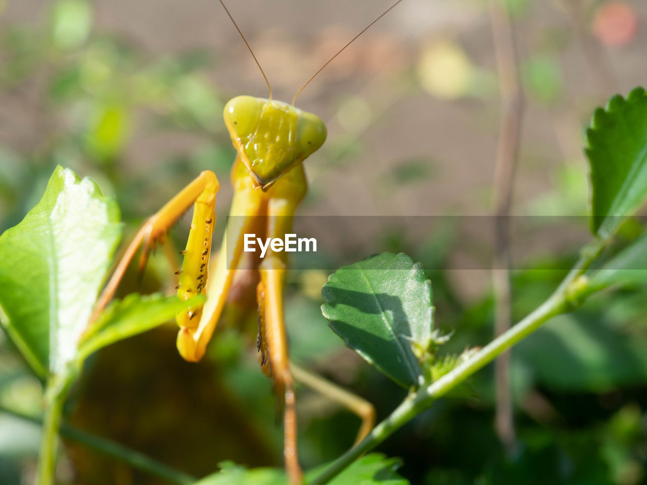 Praying mantis, an order  of insects that contains over 2,400 species in about 460 genera 