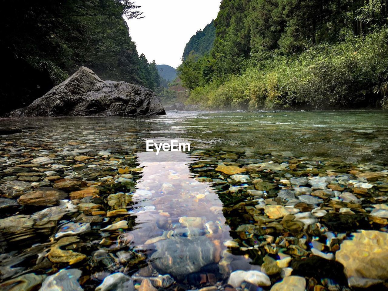 Scenic view of river amidst trees against sky