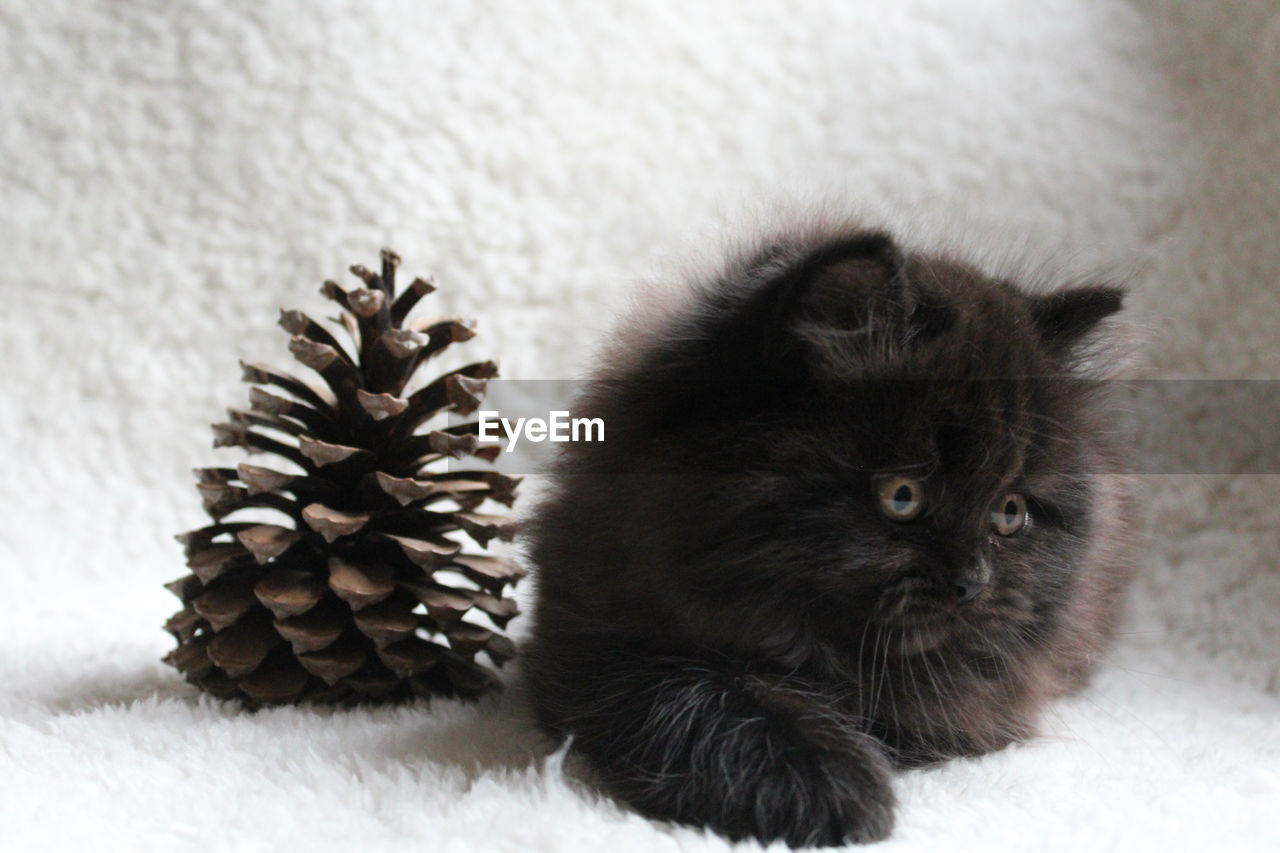 Close-up of kitten with pine cone on rug