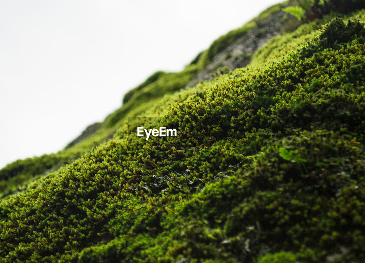 Close-up of moss on tree