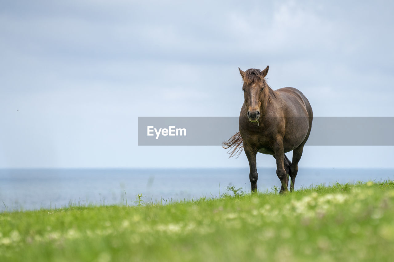 HORSE IN A SEA