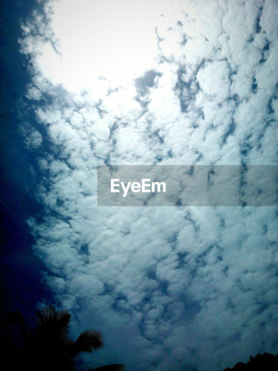 LOW ANGLE VIEW OF TREES AGAINST CLOUDY SKY