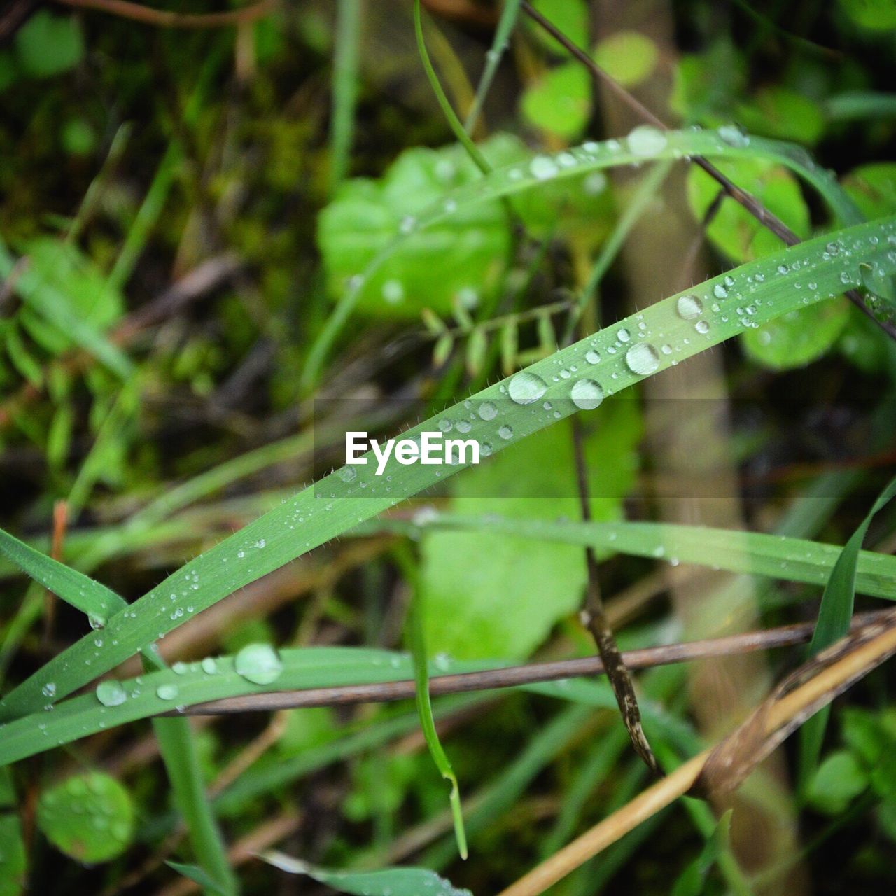 CLOSE-UP OF WATER DROPS ON LEAVES