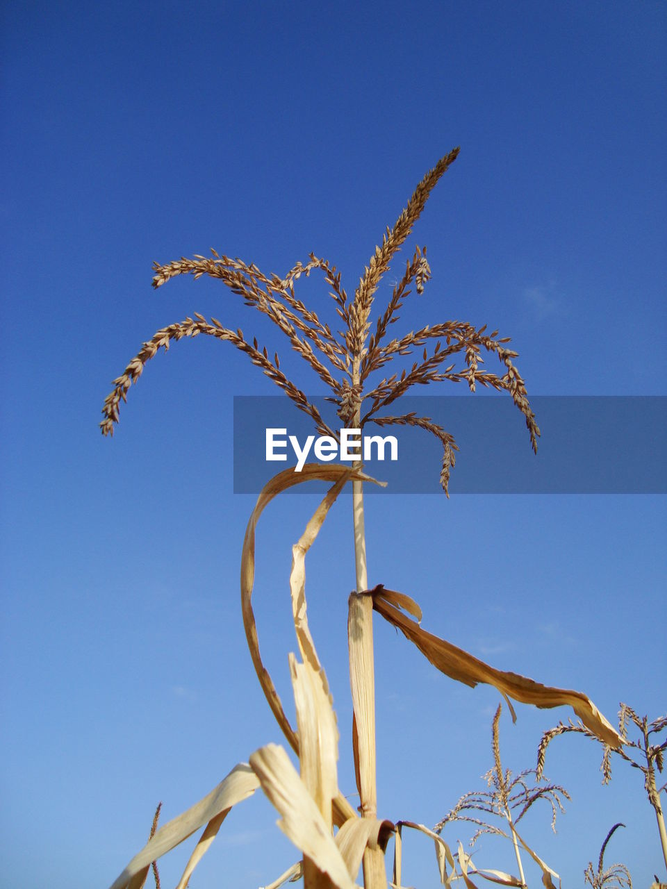 Low angle view of corn crop against sky