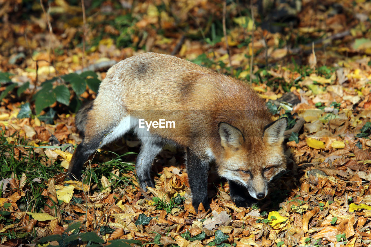 close-up of fox on field