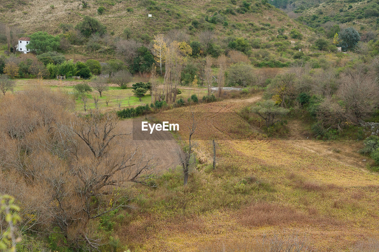 SCENIC VIEW OF FIELD