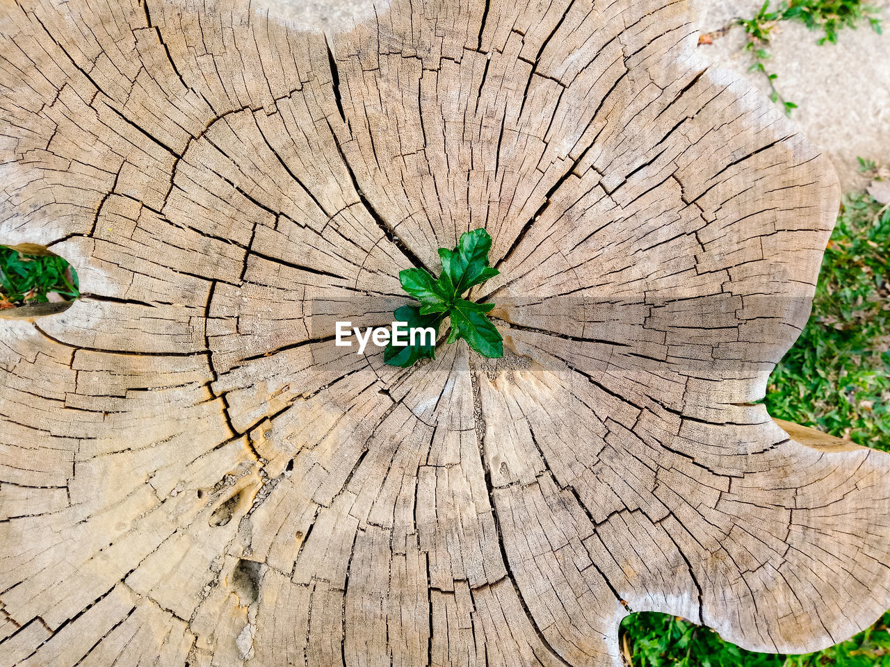 FULL FRAME SHOT OF TREE STUMP WITH UMBRELLA