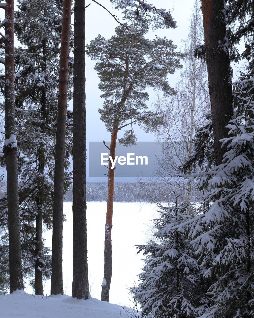 TREES IN SNOW COVERED FOREST