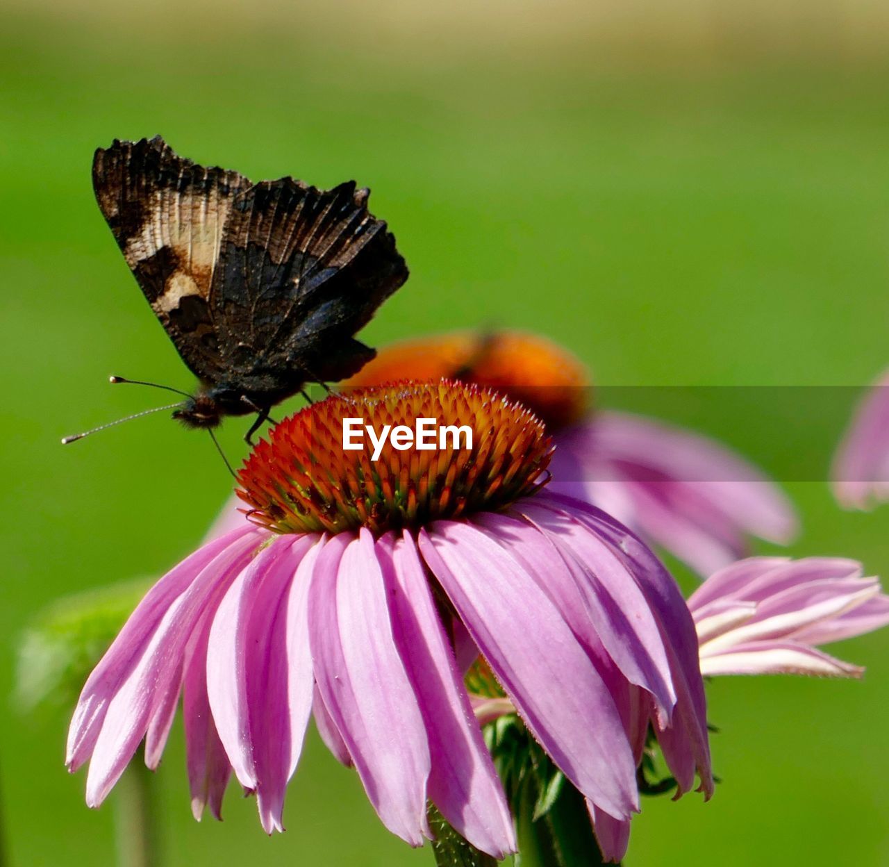CLOSE-UP OF BUTTERFLY ON FLOWER