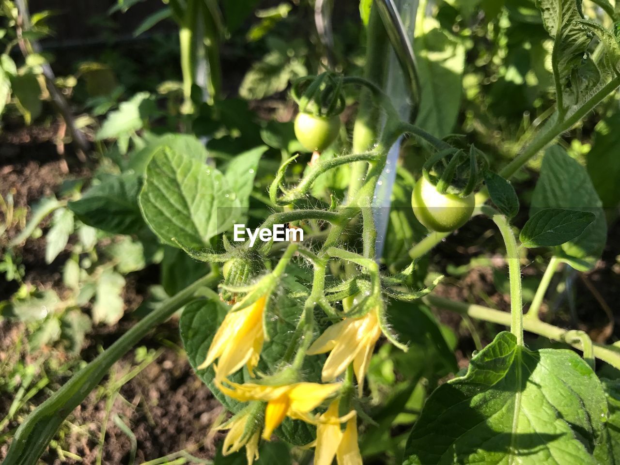 CLOSE-UP OF FLOWER GROWING IN FARM