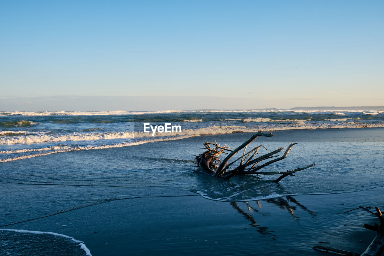 BIRD ON BEACH AGAINST SKY DURING SUNSET