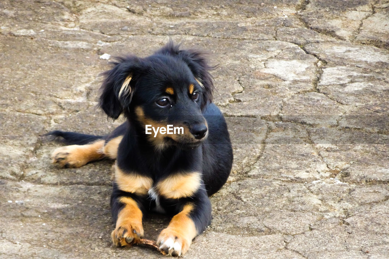 BLACK DOG SITTING ON FLOOR