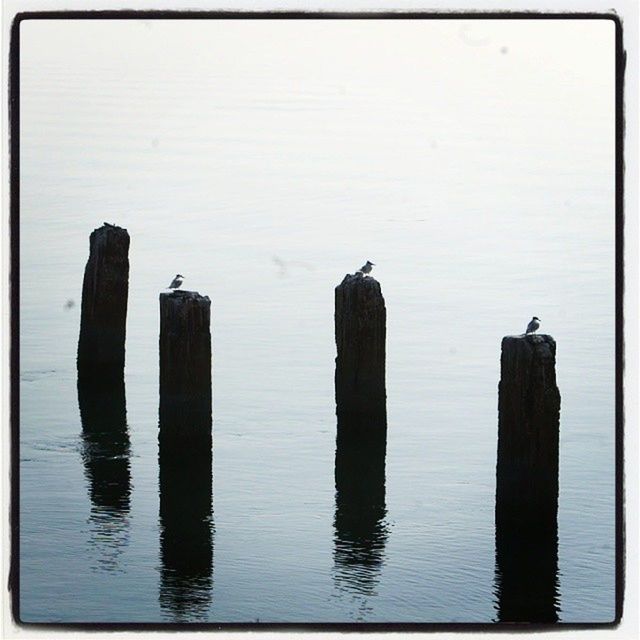 WOODEN POSTS IN THE SEA