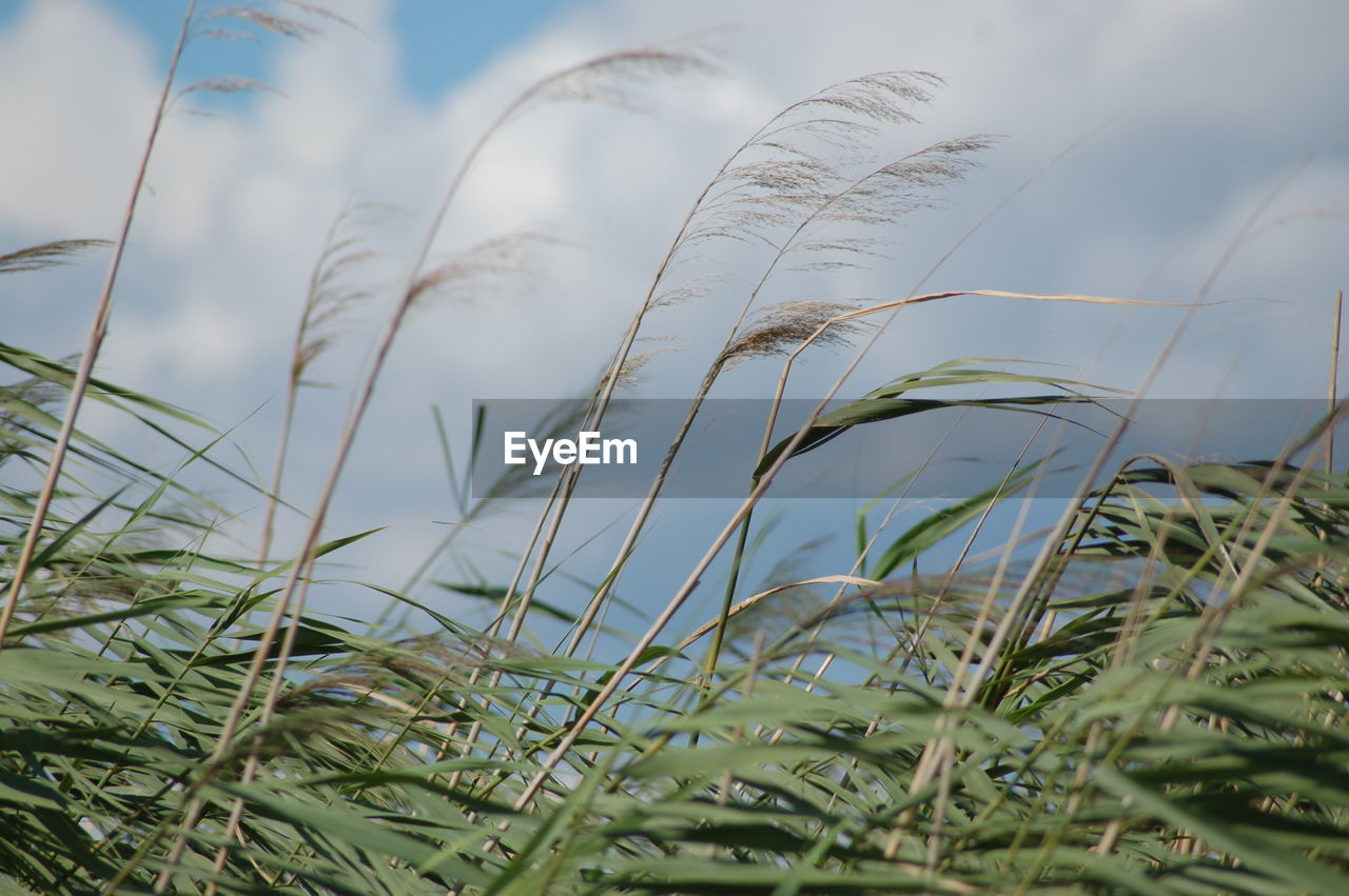 CLOSE-UP OF GREEN GRASS