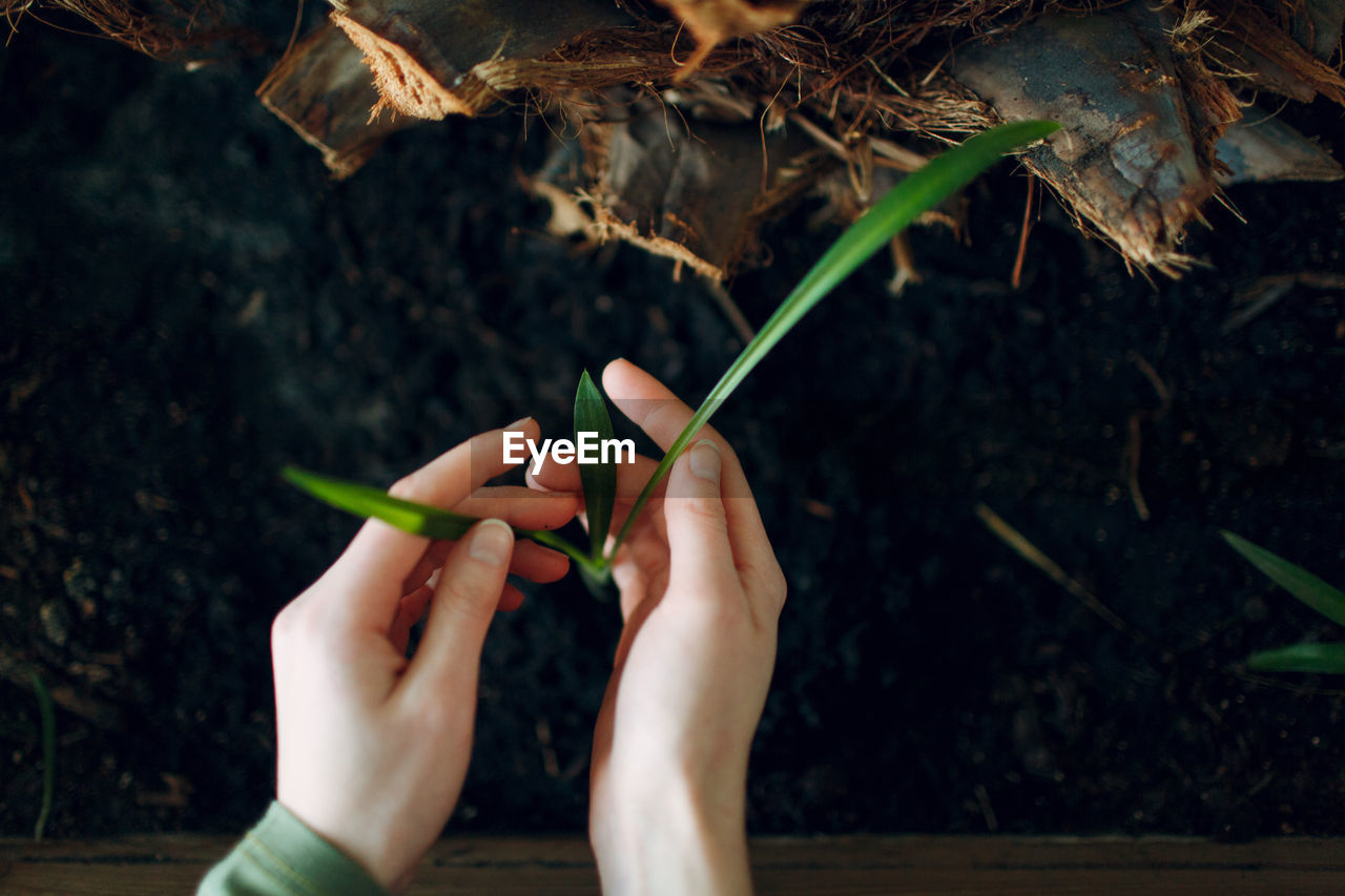 Cropped hands of woman holding plants