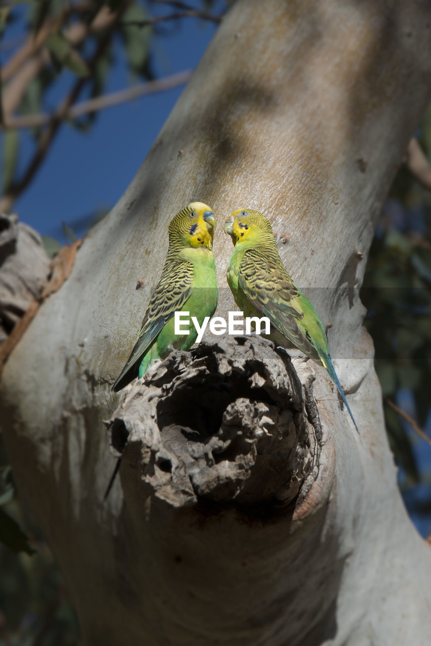 Close-up of budgies perching on tree
