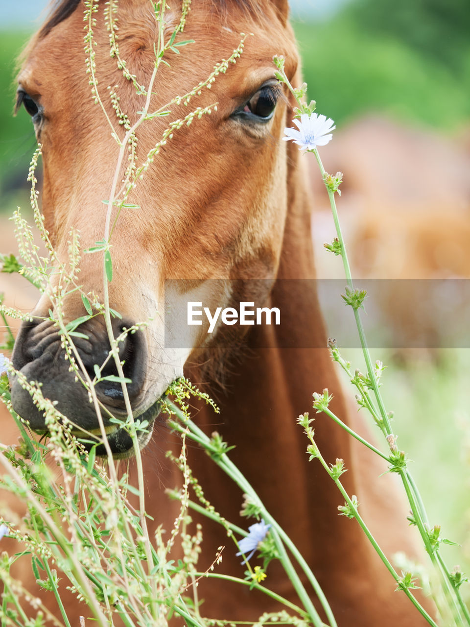 Close-up of horse