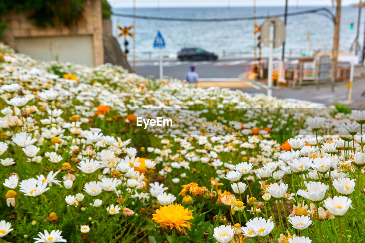 flowering plant, flower, plant, freshness, beauty in nature, nature, fragility, growth, land, lawn, daisy, no people, day, architecture, field, water, white, garden, springtime, meadow, yellow, flower head, outdoors, grass, focus on foreground, close-up, landscape, sky, multi colored, environment, summer, flowerbed, tranquility, tanacetum parthenium, botany, petal, transportation, built structure, inflorescence, wildflower, city