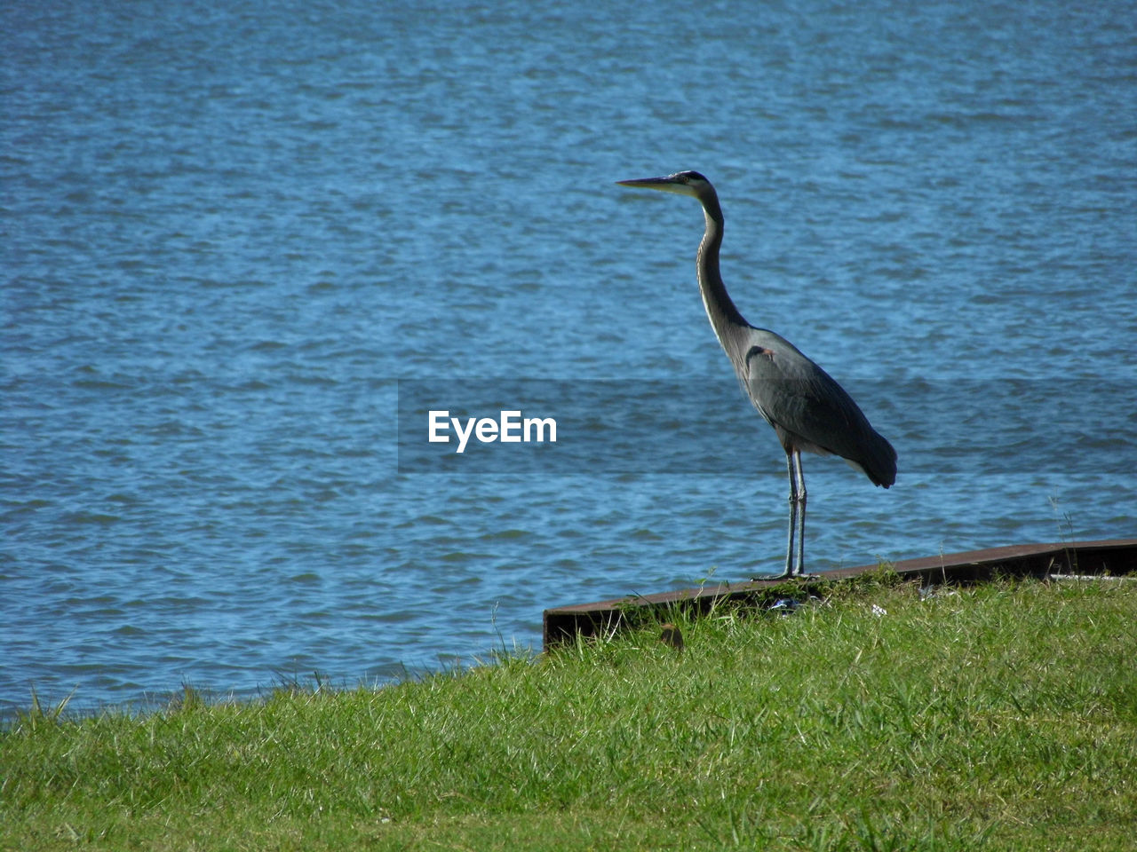 HIGH ANGLE VIEW OF GRAY HERON PERCHING ON GRASS