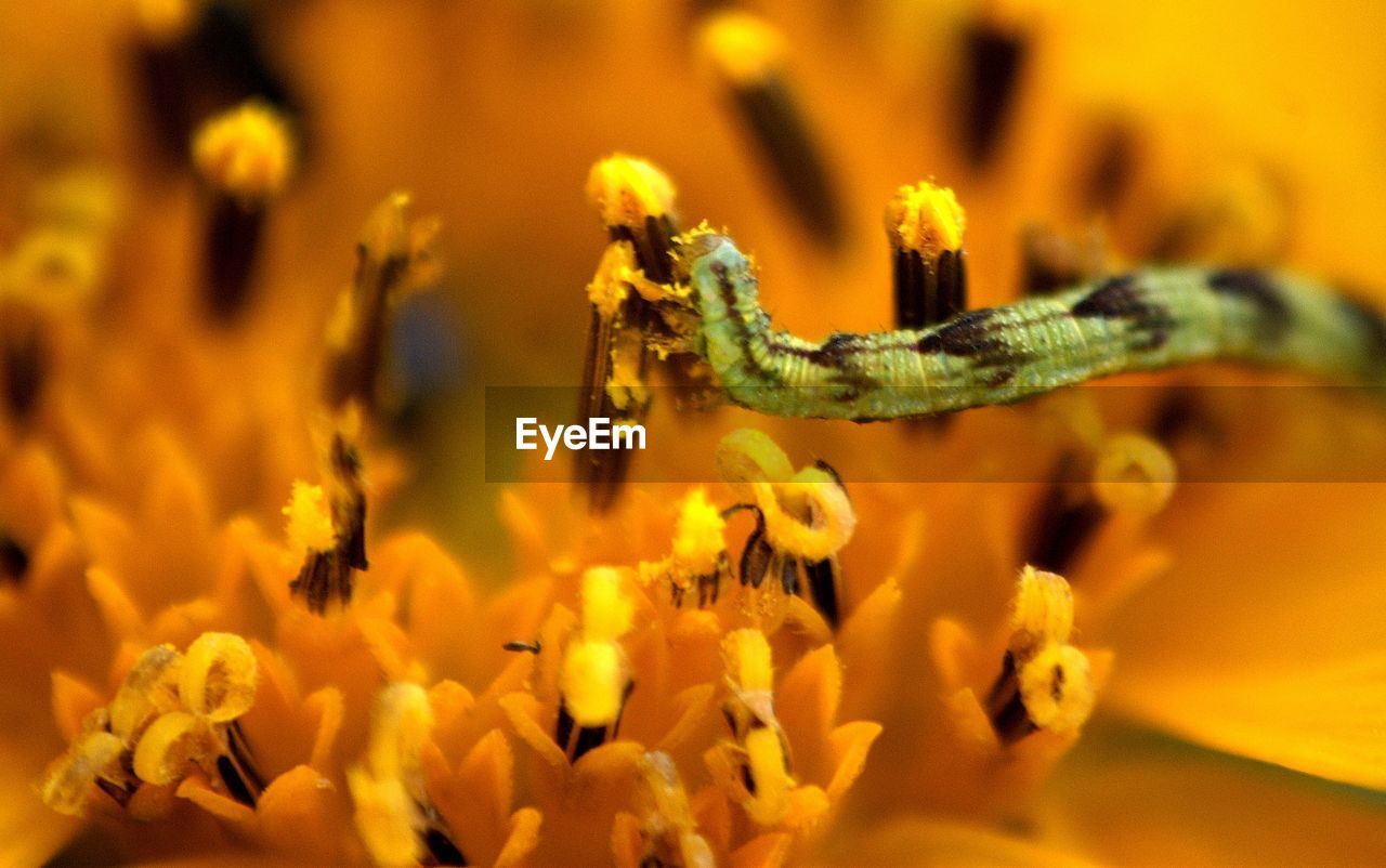 Close-up of caterpillar on yellow flower blooming outdoors