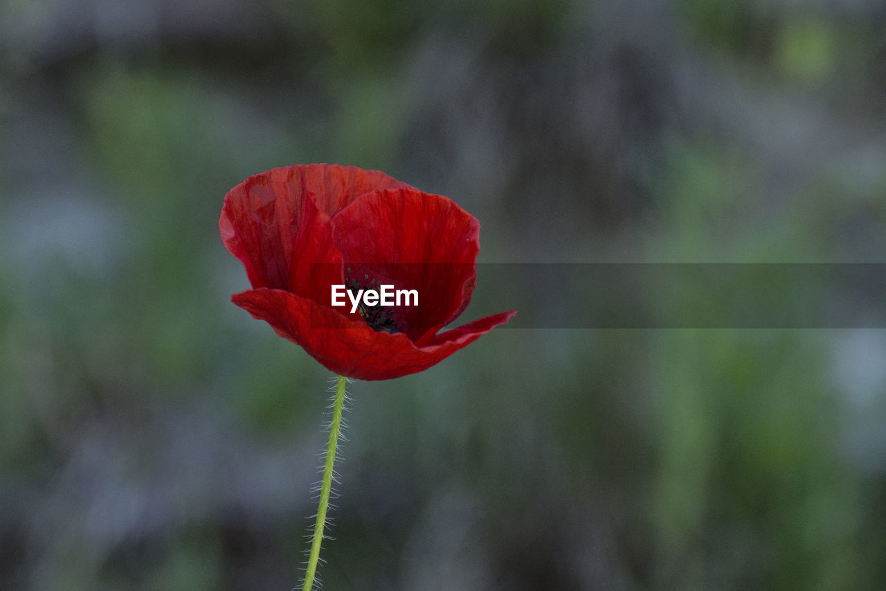 Close-up of red poppy flower