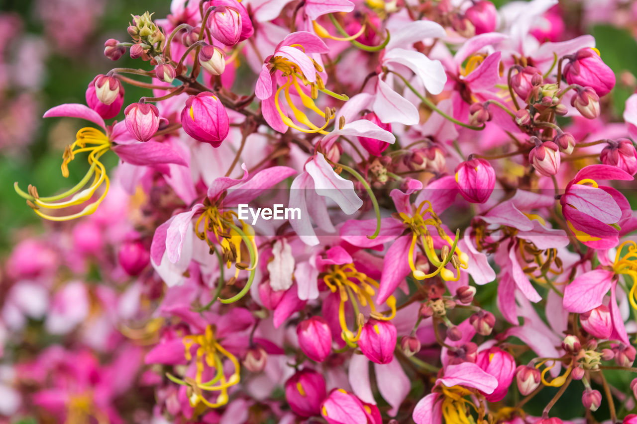 Close-up of pink flowering plants